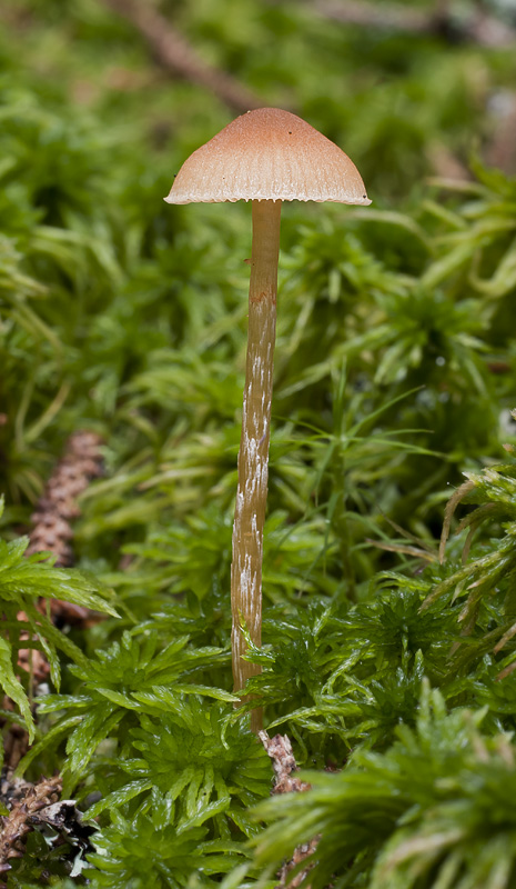 Galerina paludosa